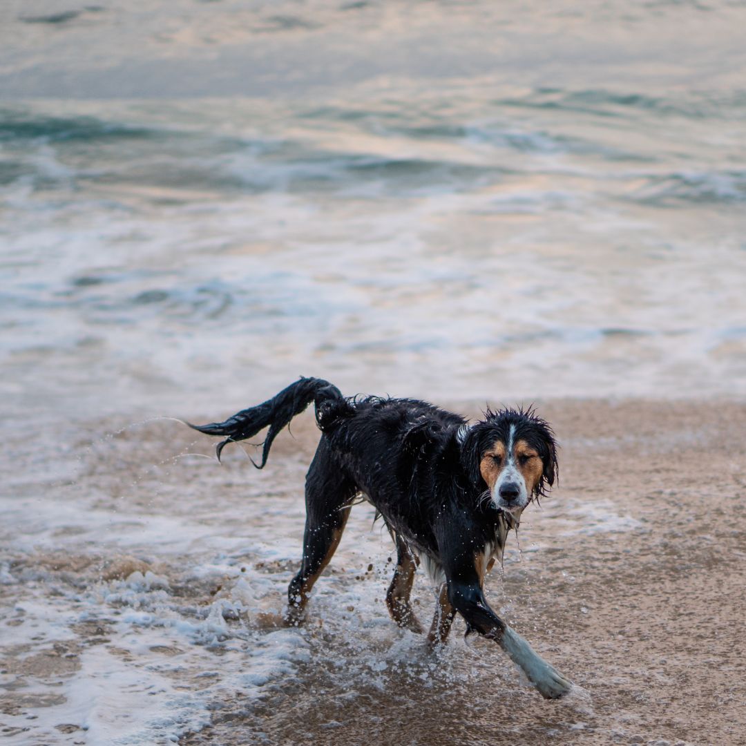 Pet Friendly Stays Blueys Motel