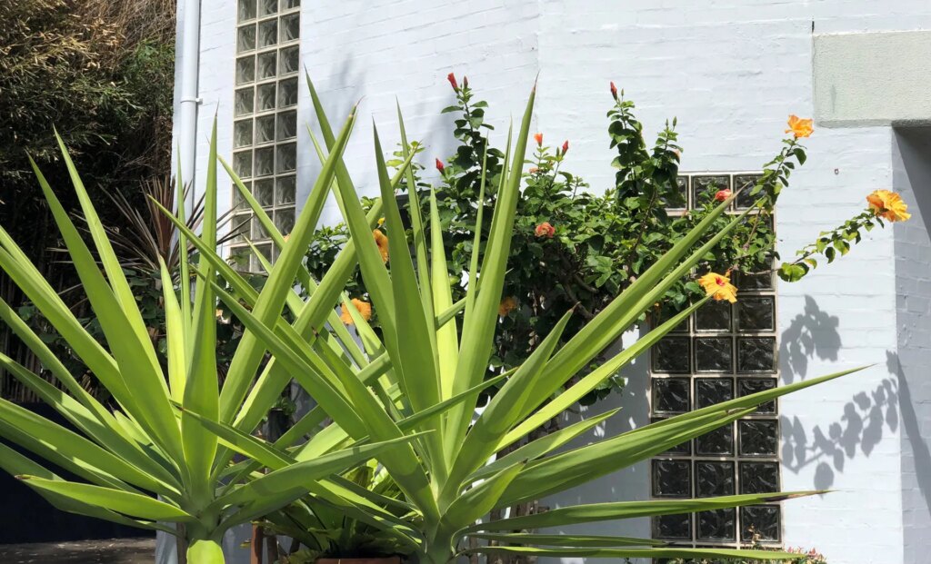The Palms 01